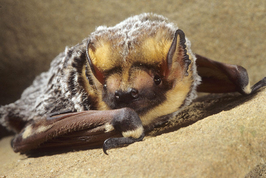 A hoary bat folding its wings and resting on a rock