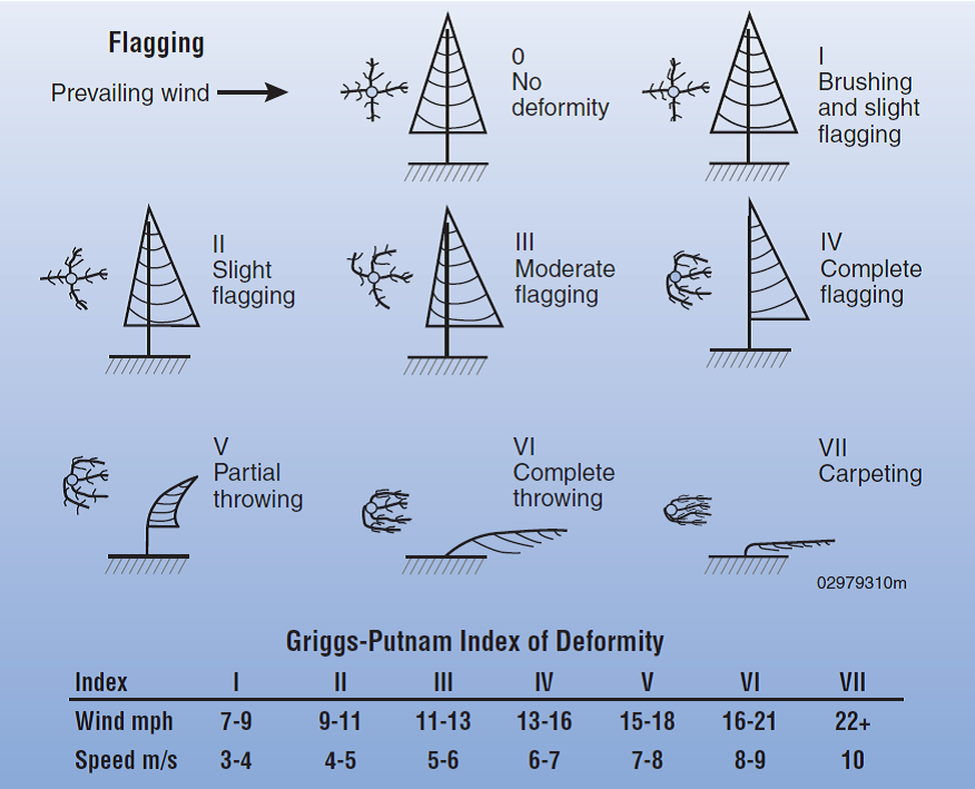 graphic showing how to determine wind speed based on the effect of strong winds on vegetation