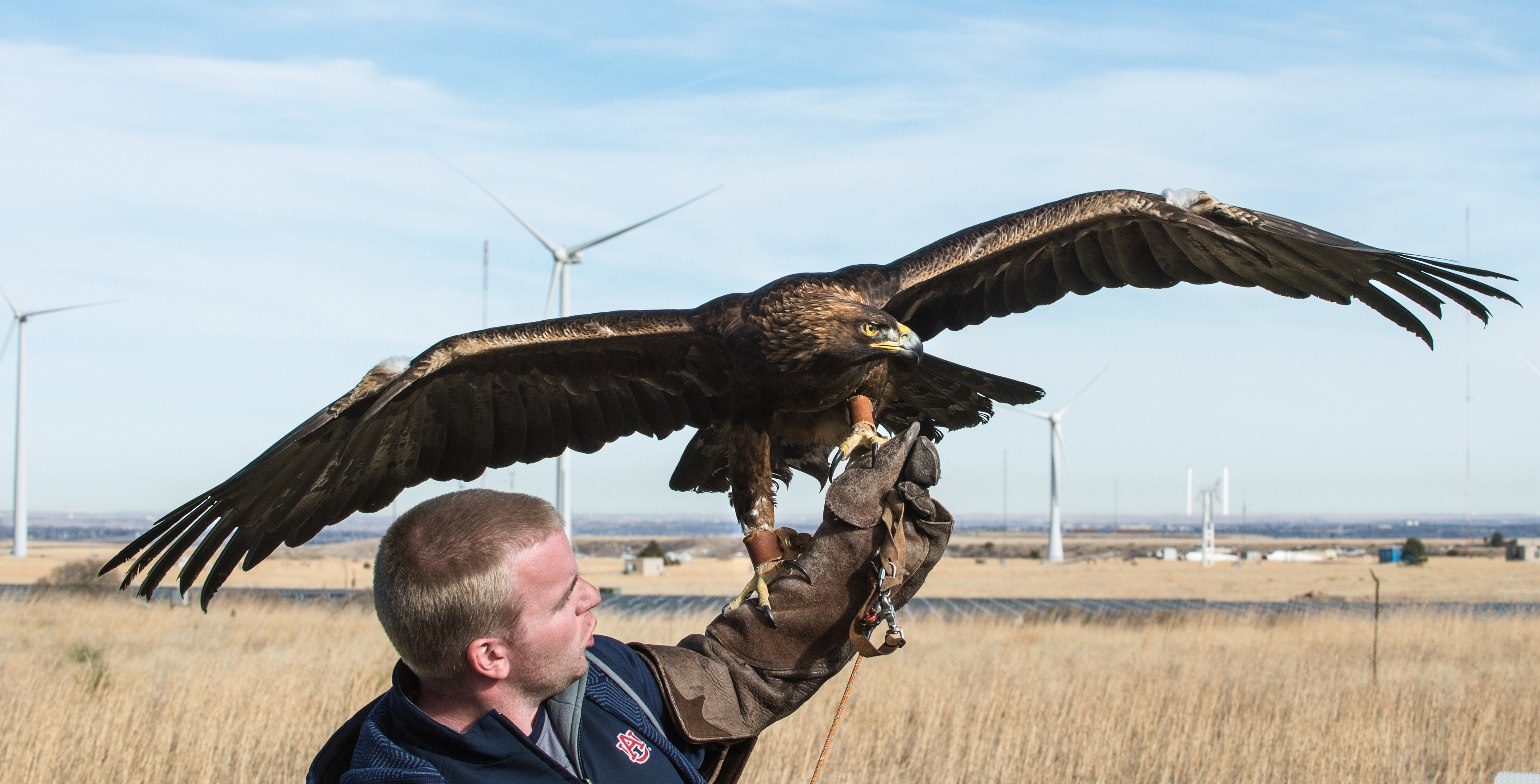 A golden eagle perching on a trainer’s gloved arm.