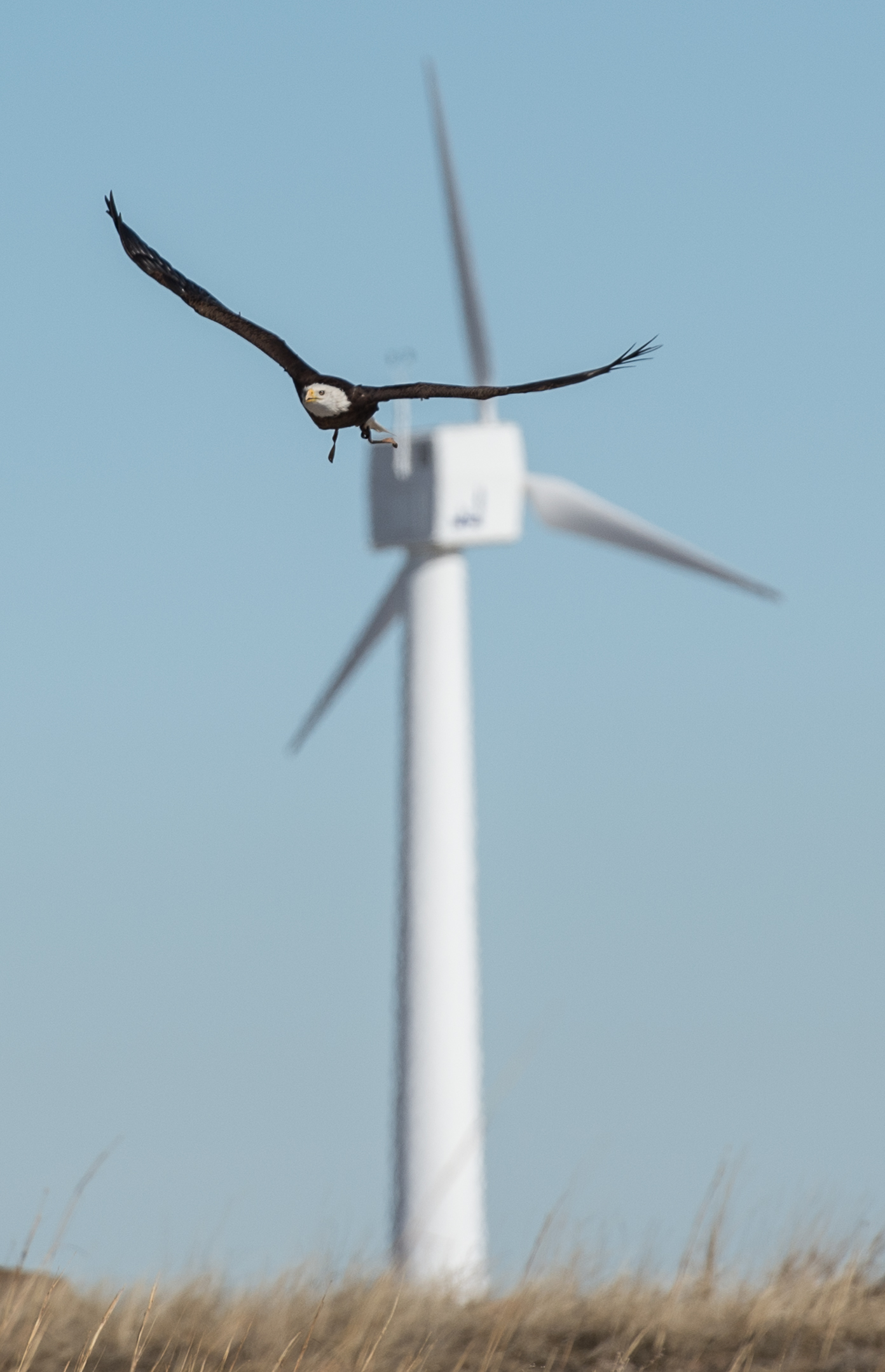 A bald eagle flying in front of a wind turbine over a grassy field