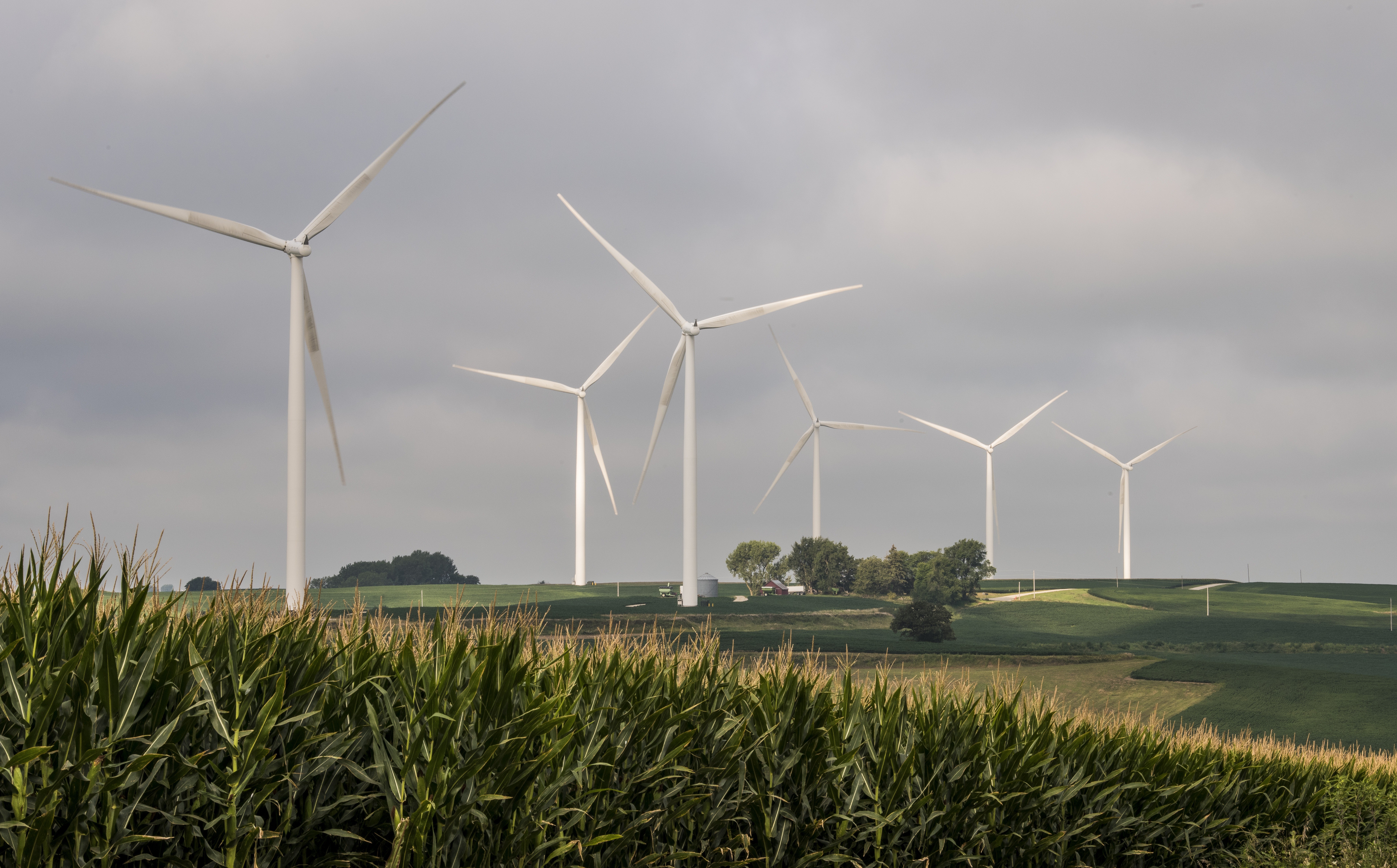 A group of wind turbines in a cornfield.