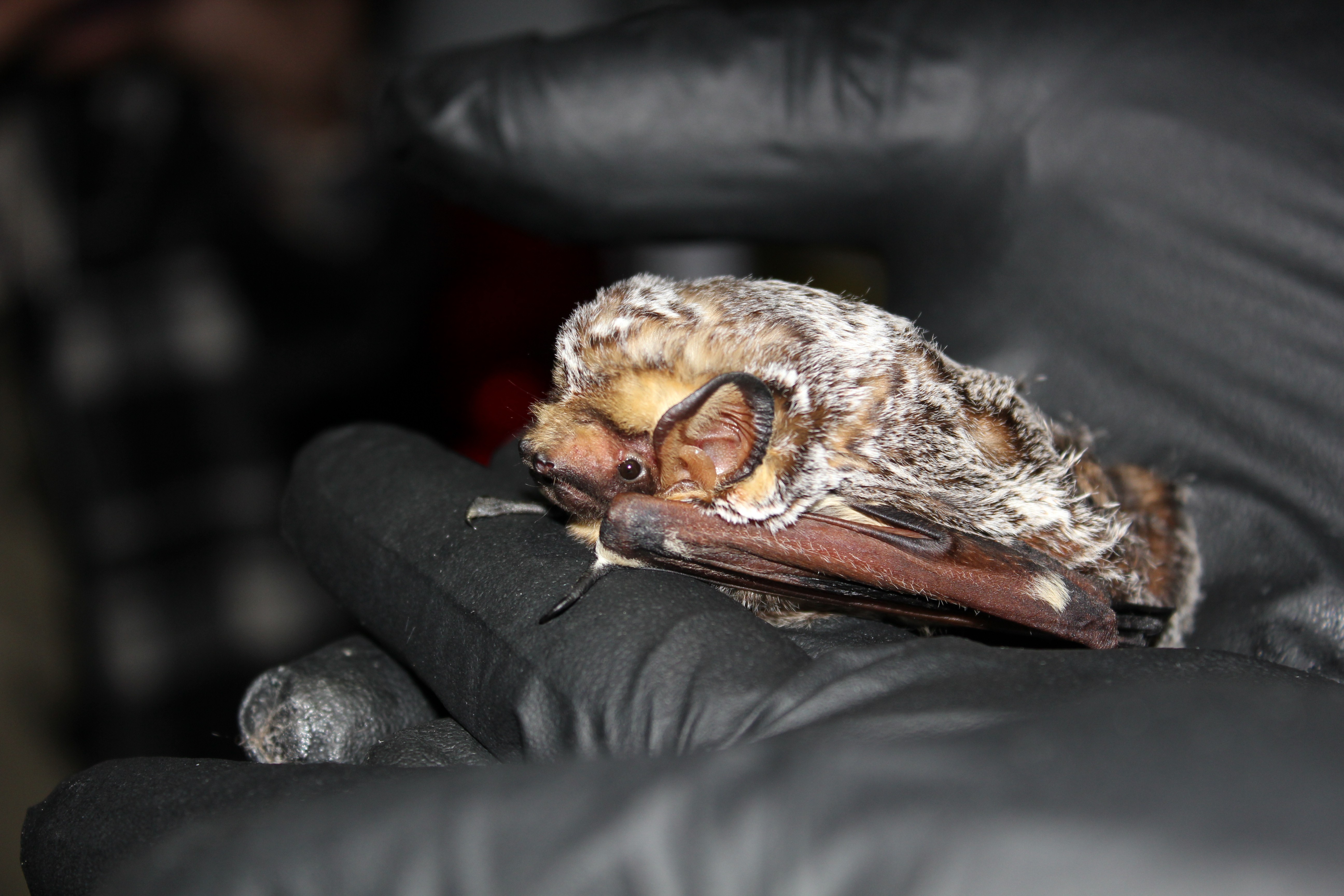 A hoary bat in a black-gloved hand