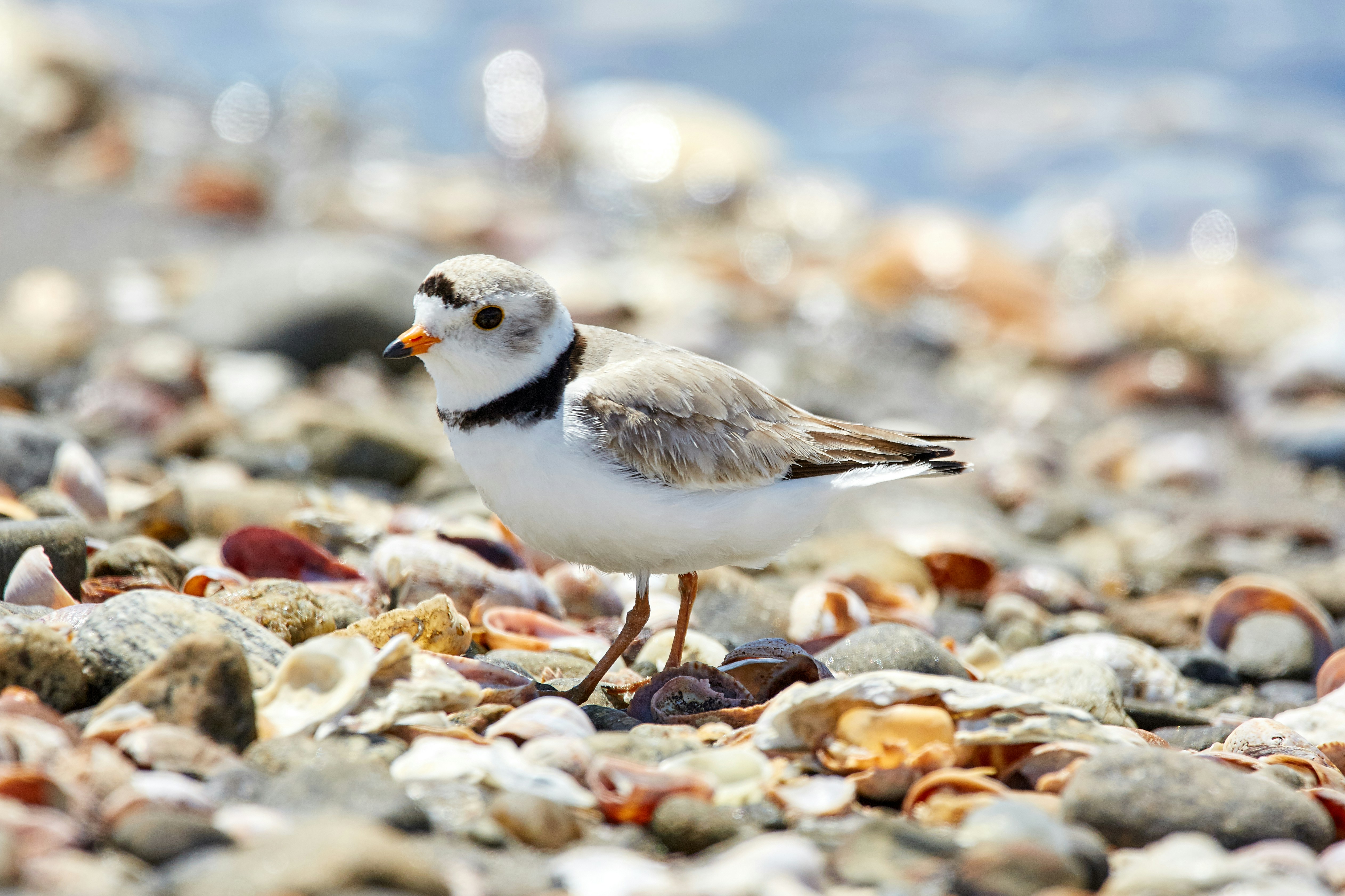 A bird standing on a rocky shore